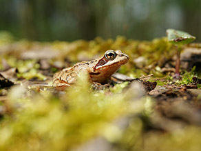 Ein Braunfrosch sitzt auf moosbewachsenem Boden. 