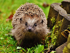 Ein Igel steht im Garten neben einem niedrigen Holzpfahlzaun.