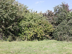 Verschiedene hohe Sträucher bilden eine ausladende Hecke in einem Garten.