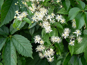 Weiße Blüten der Gewöhnlichen Waldrebe