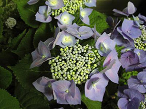 Gegenüberstellung von zwei blühenden Sträuchern, rechts Hortensie mit violetten Blüten.