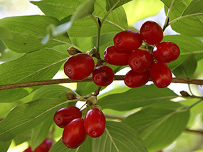 Eiförmige, rote Früchte hängen unter hellgrünen, ovalen Blättern.
