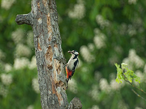Schwarz-weiß-rot gefärbter Vogel sitzt an totem Baumstamm.