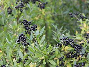 Schwarze Beerentrauben des Gewöhnlichen Liguster