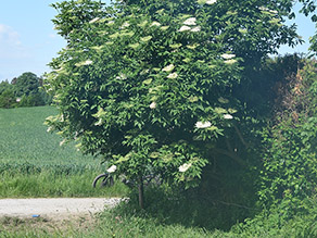 Schwarzer Holunder mit dunkelgrünen Blät-tern und weißen Blütendolden
