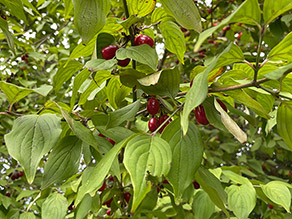 Kornelkirsche mit roten Beeren