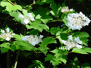 Gegenüberstellung von zwei blühenden Sträuchern, links Gewöhnlicher Schneeball mit weißen Blüten