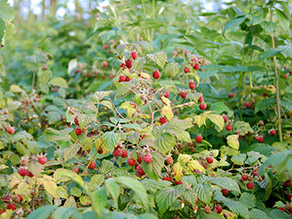 Himbeer-Strauch mit roten Beeren