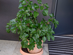 Pflanze mit dunkelgrün, glänzenden Blättern in einem Topf.