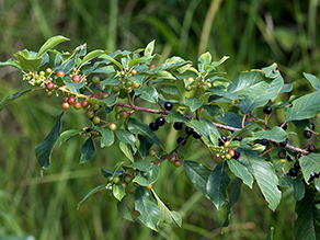 Ast mit grünen und schwarzen Beeren des Echten Faulbaums