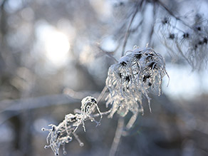 Mit Schnee bedeckte Samen im Winterlicht.