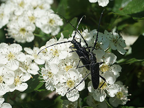 Zwei schwarze Käfer mit langen Fühlern bei der Paarung sitzen auf weißen Blüten.