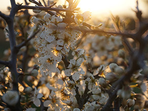 Weiße Blüten in Abendsonne.