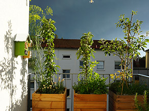 Drei kleine Bäume in Holzkisten auf einem Balkon.