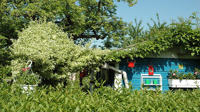 Viel bepflanzte Gartenhütte