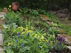 Verschiedene krautige Pflanzen in einem Blumenbeet