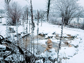 Frostbesetzte Pflanzenstängel stehen in einem eingeschneiten Garten mit zugefrorenem Teich