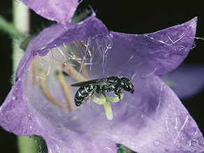 Nahaufnahme einer Wildbiene in einer Glockenblumenblüte