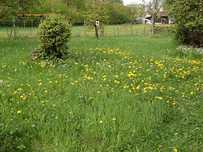 Blühender Löwenzahn auf einer Gartenwiese. Blühender Löwenzahn auf einer Gartenwiese.