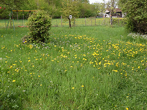 Blühender Löwenzahn auf einer Gartenwiese.