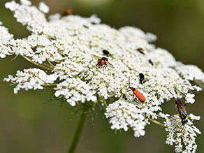 Nahaufnahme einer Blüte der Wilden Möhre mit verschiedenen Insekten darauf.