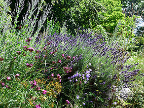 Ein bunt bepflanztes Blumenbeet mit Lavendel, Karthäuser-Nelken und Glockenblumen