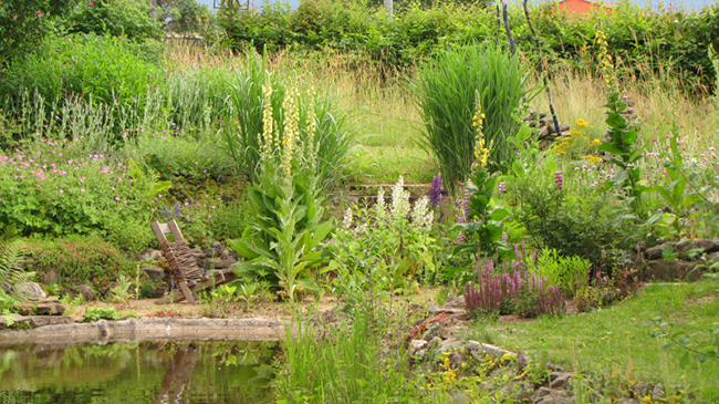 Hinter einem Teich blühen verschiedene Wildstauden, die von einer Trockenmauer und einer Wiese umgeben sind.