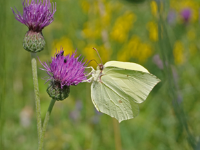 Ein Zitronenfalterweibchen sitzt auf einer Wiesenflockenblume.