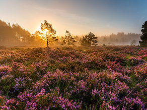 Sonnenaufgang zur Heideblüte auf Moorfläche