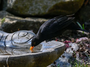 Amselmännchen trinkt an einer Vogeltränke.