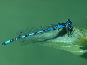 Eine blau-schwarz-gestreifte Libelle sitzt auf einem Blatt. Eine blau-schwarz-gestreifte Libelle sitzt auf einem Blatt.