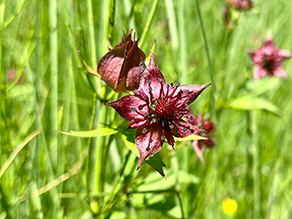 Fünf dunkelrote, sternförmige Blüten in hochwüchsigem Gras.