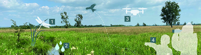 Es ist eine Moorlandschaft zu sehen, in der die Projektbausteine symbolisiert werden. 1) Libelle 2) Wassertropfen 3) Drohne 4) Besucher mit Fernglas.