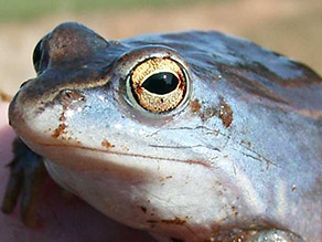 Nahaufnahme eines graublauen Frosches mit gelbem Auge