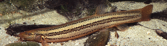 Ein länglicher Fisch mit bräunlichen Seitenstreifen.