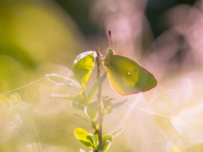 Gelber Schmetterling, dessen Flügel rötlich umrandet sind, auf einer Pflanze. Gelber Schmetterling, dessen Flügel rötlich umrandet sind, auf einer Pflanze.