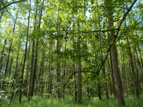 Schwarzerlen (Laubbäume), unter denen moortypische Seggen wachsen. Schwarzerlen (Laubbäume), unter denen moortypische Seggen wachsen.