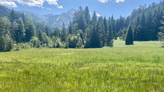 Eine grüne Moorfläche vor einem Bergpanorama.