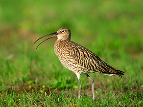 Ein brauner Vogel mit langem gebogenem Schnabel steht auf einer Wiese.