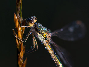 Eine Libelle mit Wassertropfen auf dem Rücken sitzt an einem Grashalm.