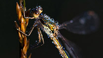 Eine Libelle mit Wassertropfen auf dem Rücken sitzt an einem Grashalm.