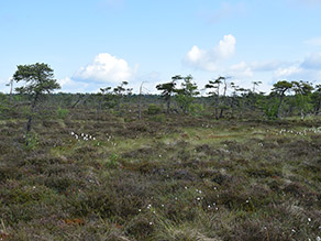 Hochmoorfläche mit Wollgras und Bulten aus Seggen.