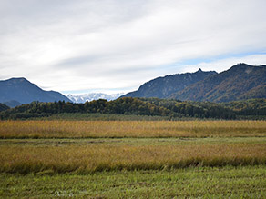 Eine grün-braune Mooswiese vor einer Bergkulisse, die streifenweise gemäht wurde.