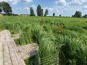 Fläche mit hochwüchsigem Gras.