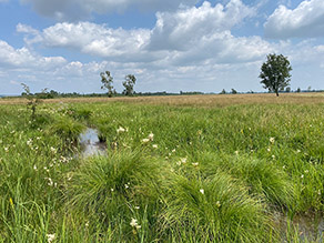 Moorwiese mit Seggen, Mädesüß und einem Graben.