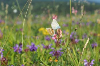 Wiesenbild mit blauen, gelben und rosafarbenen Blüten, in der Bildmitte sitzen 2 Schmetterlinge auf Grashalmen.