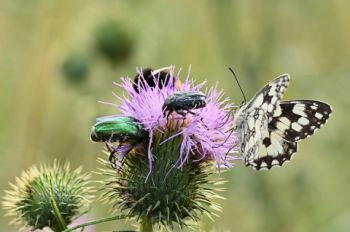 Ein Rosenkäfer, ein Schachbrettfalter und eine Hummel auf einer Distelblüte.