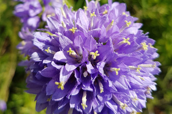 Borstige Glockenblume: Eine Pflanze mit einer kleinen lila Blüten.