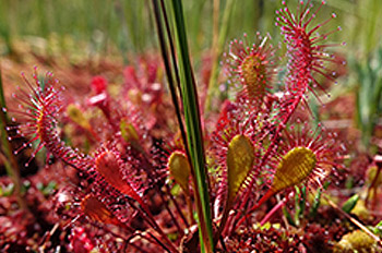 Langblättriger Sonnentau, eine Pflanze mit länglichen, haarigen pinkfarbenen Blättern.