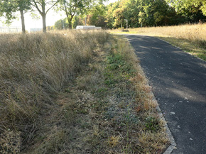 Ein Asphaltweg führt durch das Areal einer Abwasseranlage. Zu beiden Seiten steht meterhohes trockenes Gras. Ein zirka 1, 5m breiter Streifen zu beiden Seiten des Weges ist gemäht.